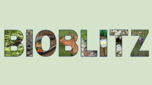 BioBlitz in de Rosande Gaerd: hoeveel soorten leven in onze wijk? @ Rosande Gaerd | Oosterbeek | Gelderland | Nederland