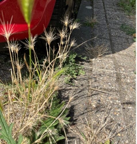 Biodiversiteit op straat